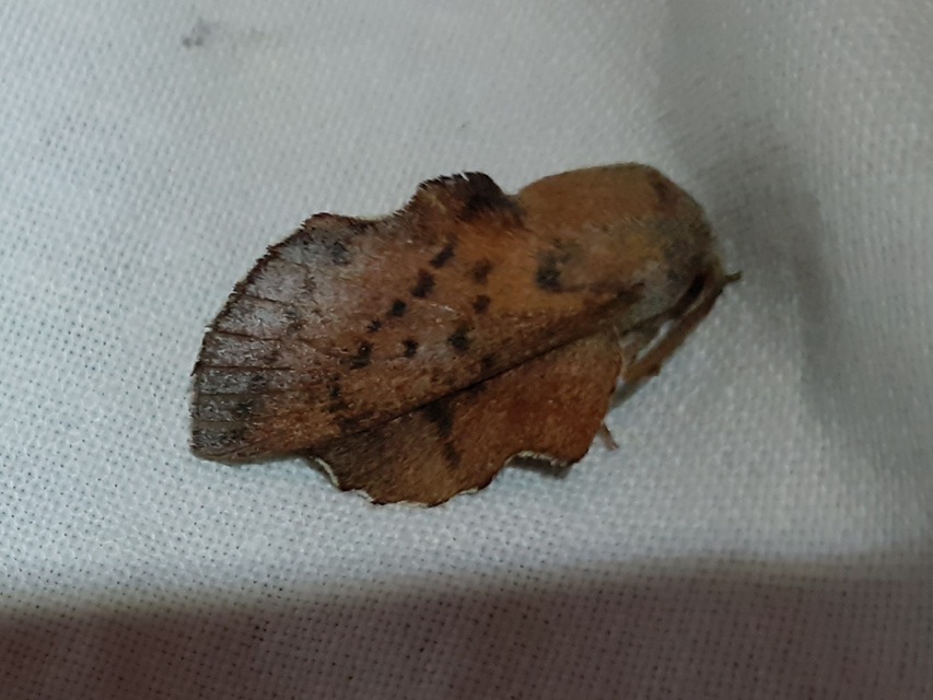 Phyllodesma tremulifolia - nyárlevélpohók