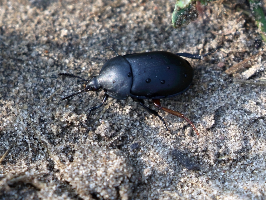 Ablattaria laevigata - sima csigarabló