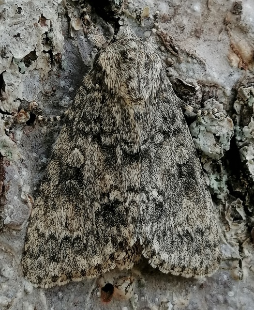 Acronicta megacephala - nagyfejű szigonyosbagoly