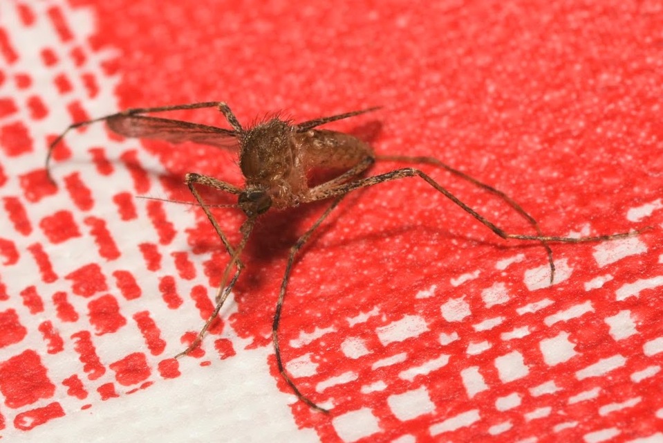 Culicidae - csípőszúnyogok