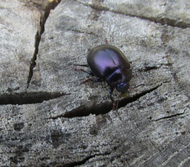 Chrysolina sturmi - vöröslábú levelész