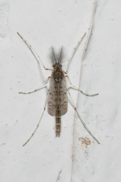Chironomidae - árvaszúnyogok