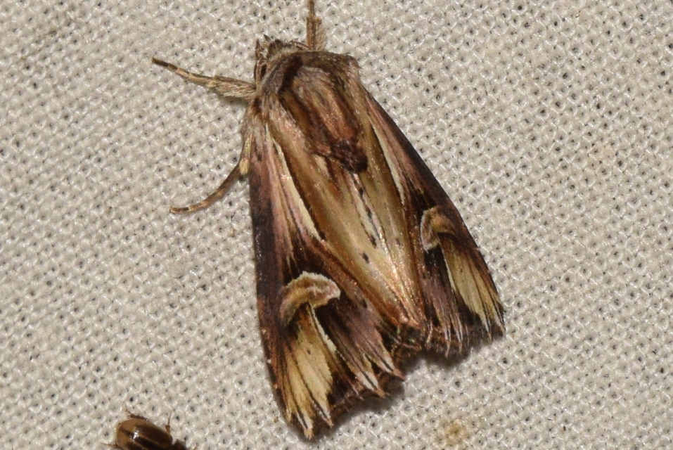 Actinotia polyodon - nagy sugarasbagoly