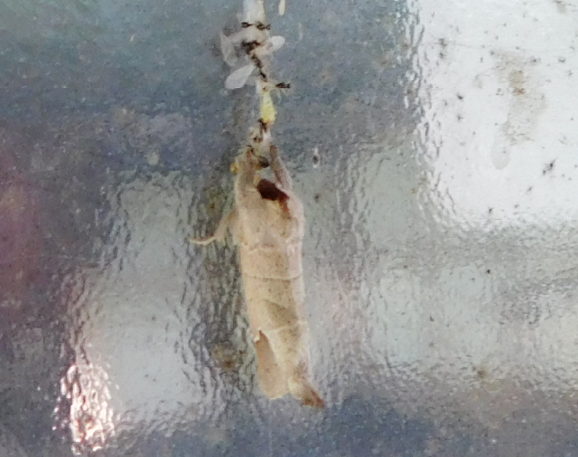 Clostera curtula - rövidszárnyú levélszövő