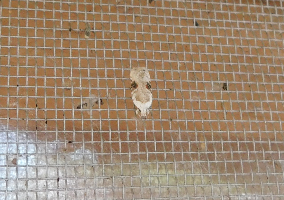 Agonopterix alstromeriana - bürök-laposmoly