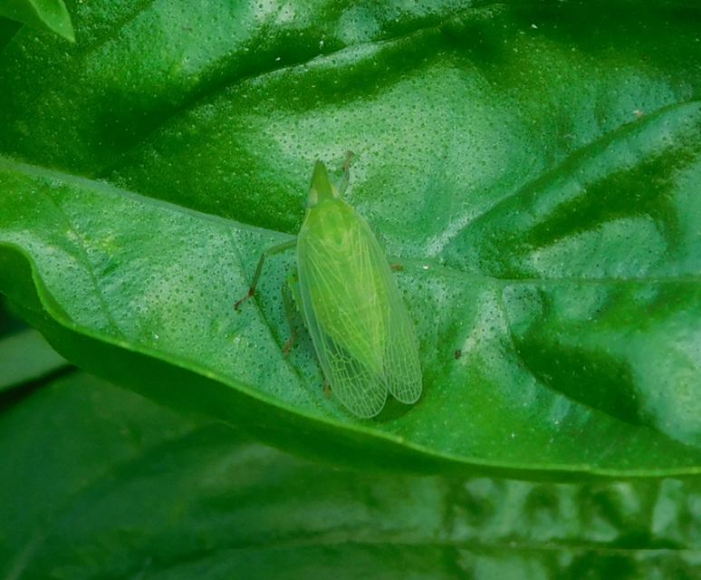 Dictyophara europaea