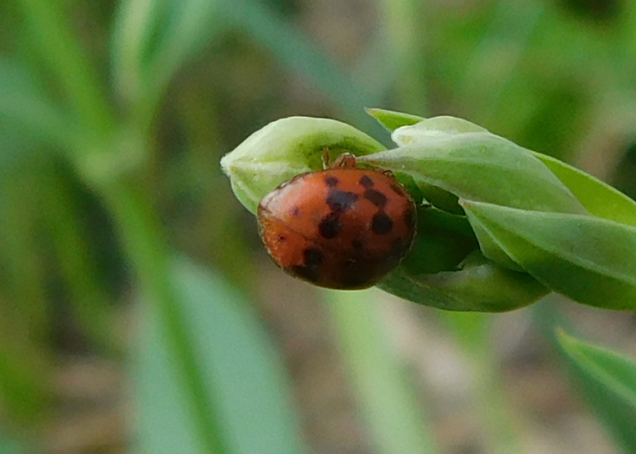 Subcoccinella vigintiquatuorpunctata - lucernaböde