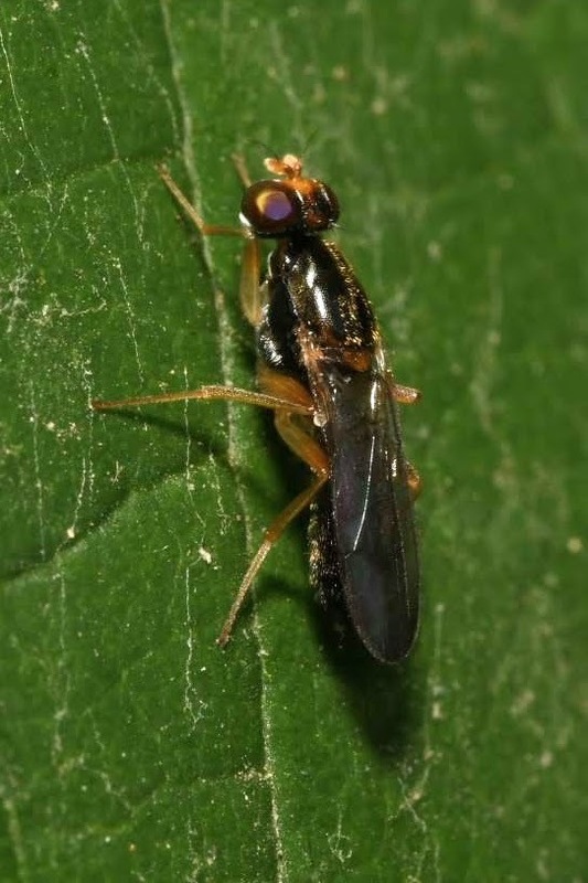 Chyliza nova