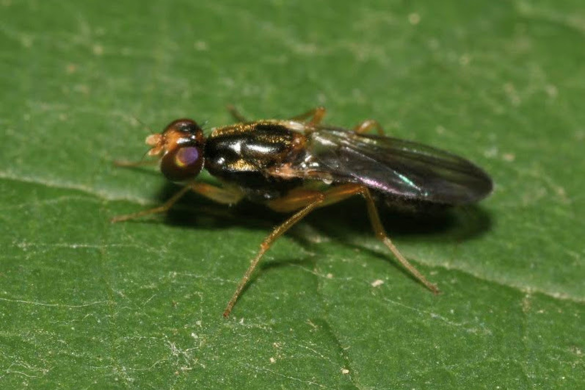 Chyliza nova