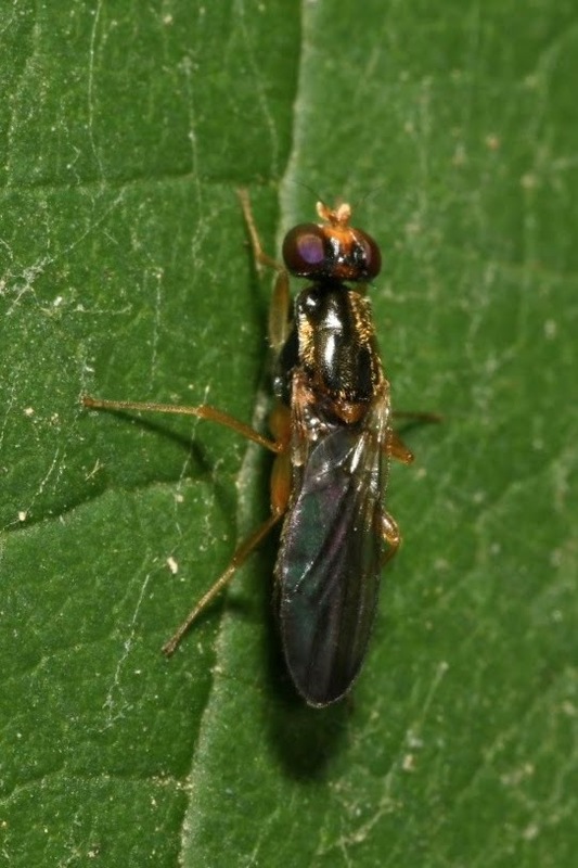 Chyliza nova