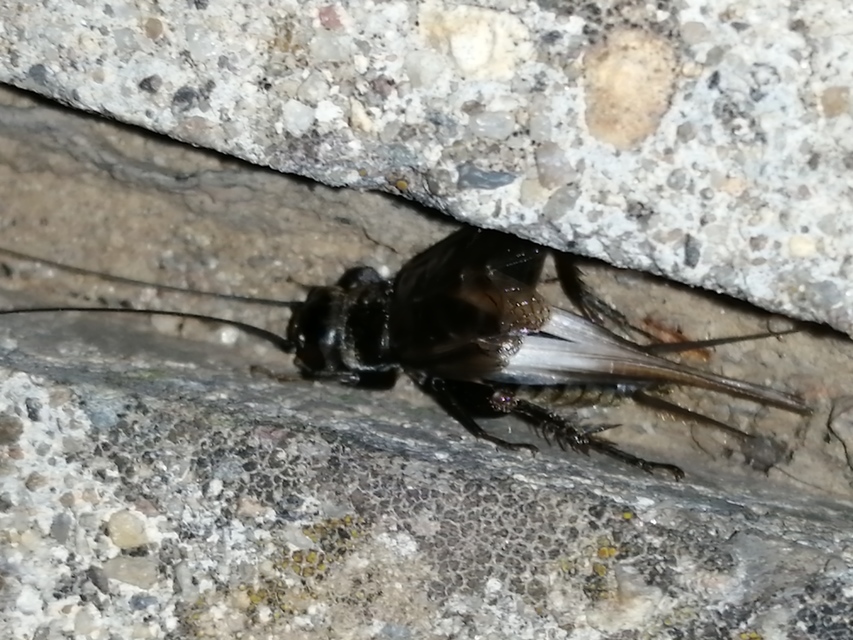 Eumodicogryllus bordigalensis - bordói tücsök