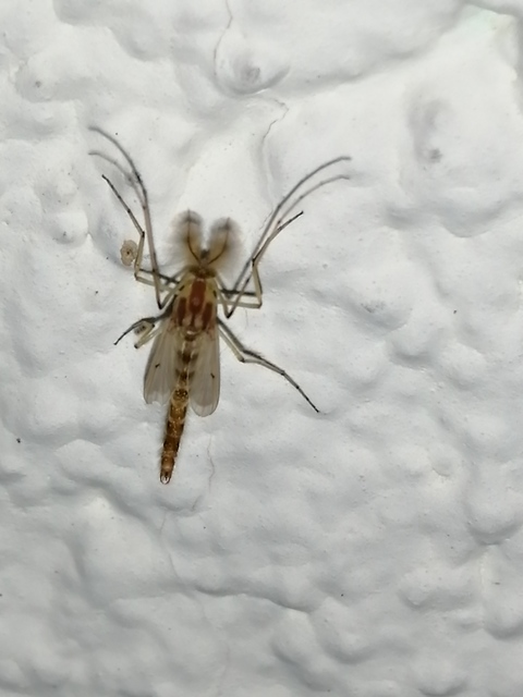 Chironominae