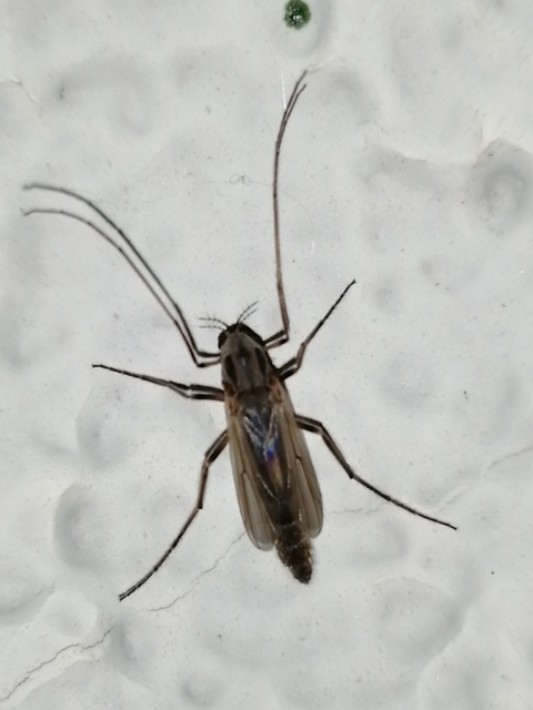Chironominae