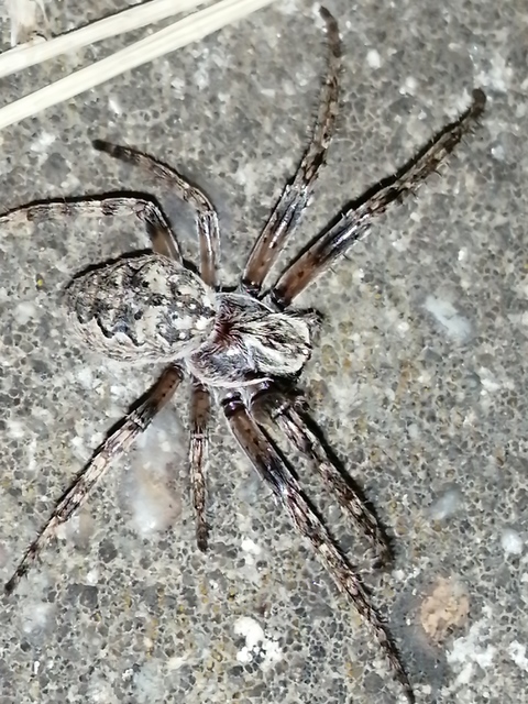 Larinioides ixobolus - ereszalji keresztespók