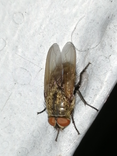 Pollenia