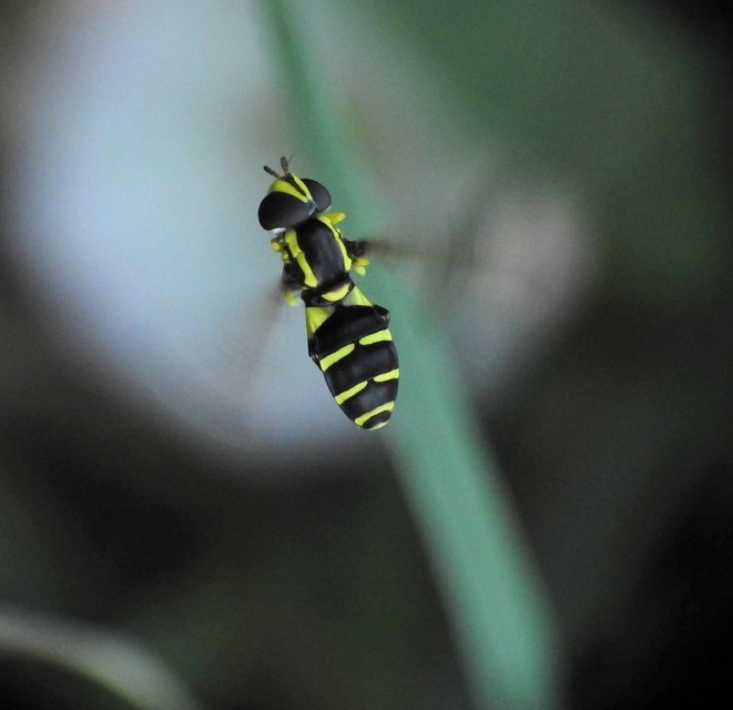 Xanthogramma