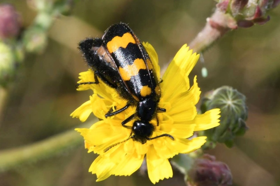 Mylabris variabilis - szalagos hólyaghúzó Mylabris variabilis - szalagos hólyaghúzó