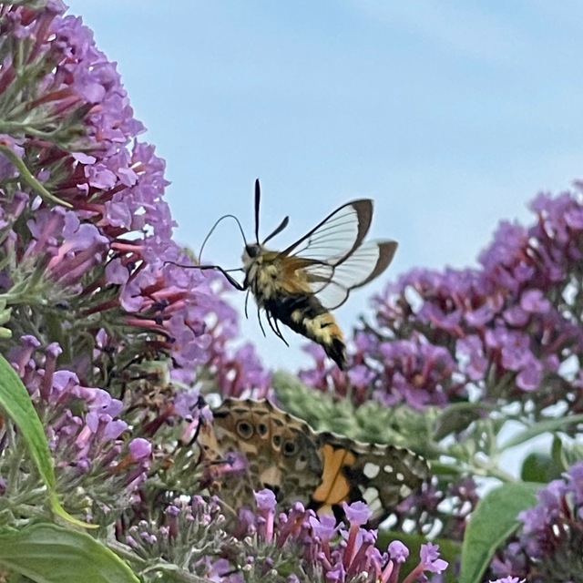 Hemaris tityus - pöszörszender Hemaris tityus - pöszörszender