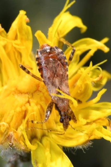 Himacerus mirmicoides - csalán-tolvajpoloska