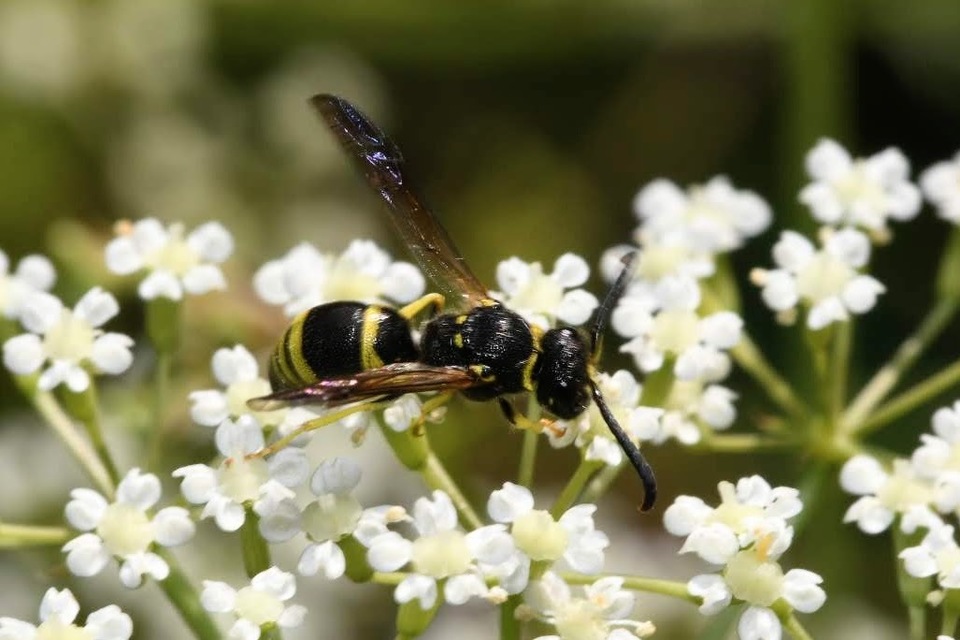 Ancistrocerus