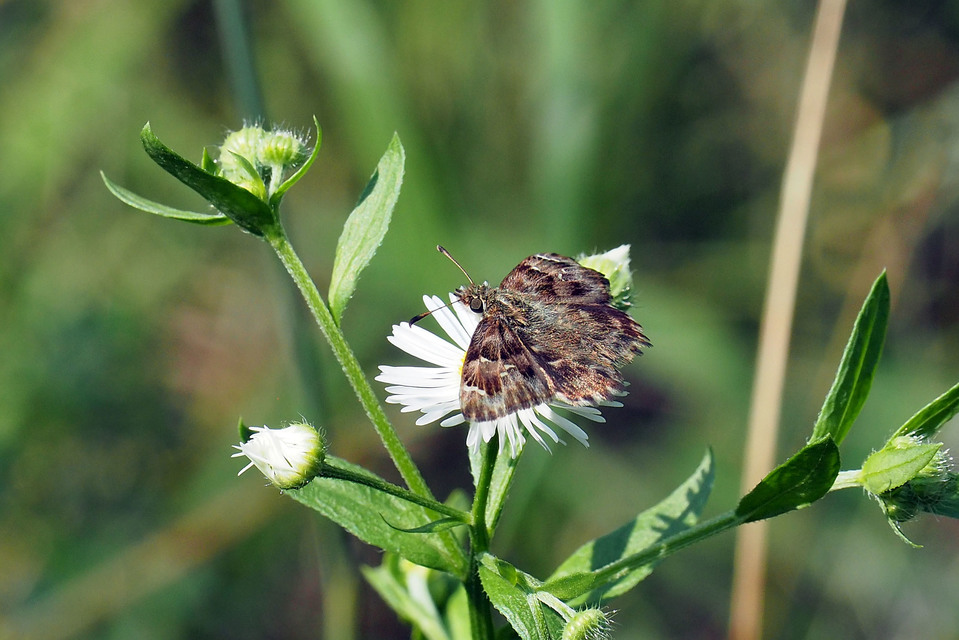 Carcharodus alceae - mályva-busalepke