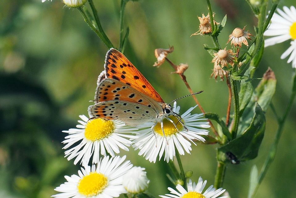 Lycaena thersamon - kis tűzlepke