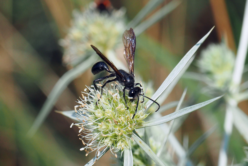 Isodontia mexicana - mexikói fűdarázs