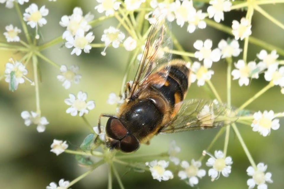 Eristalis similis - hosszúszárnyjegyű herelégy