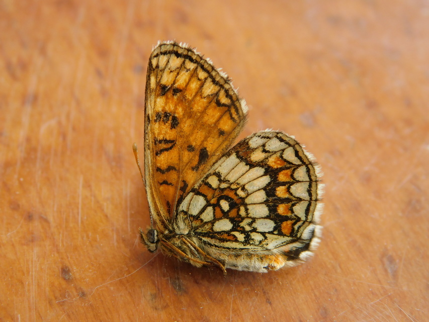 Melitaea aurelia - recés tarkalepke