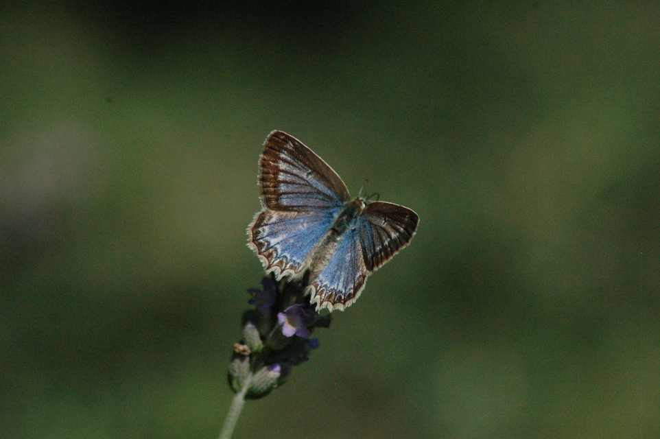 Polyommatus daphnis - csipkés boglárka