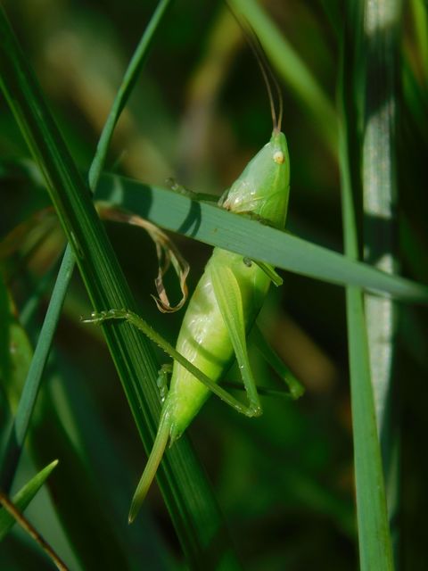 Ruspolia nitidula - nagy kúpfejűszöcske