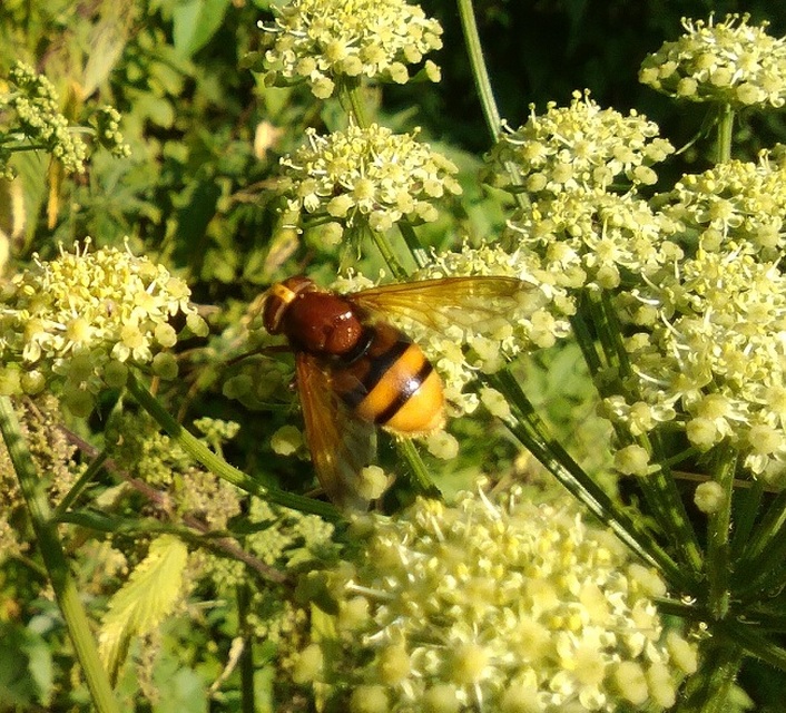 Volucella zonaria - kétöves pihelégy