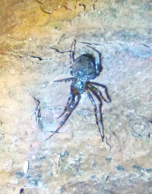 Metellina merianae - rejtett keresztespók