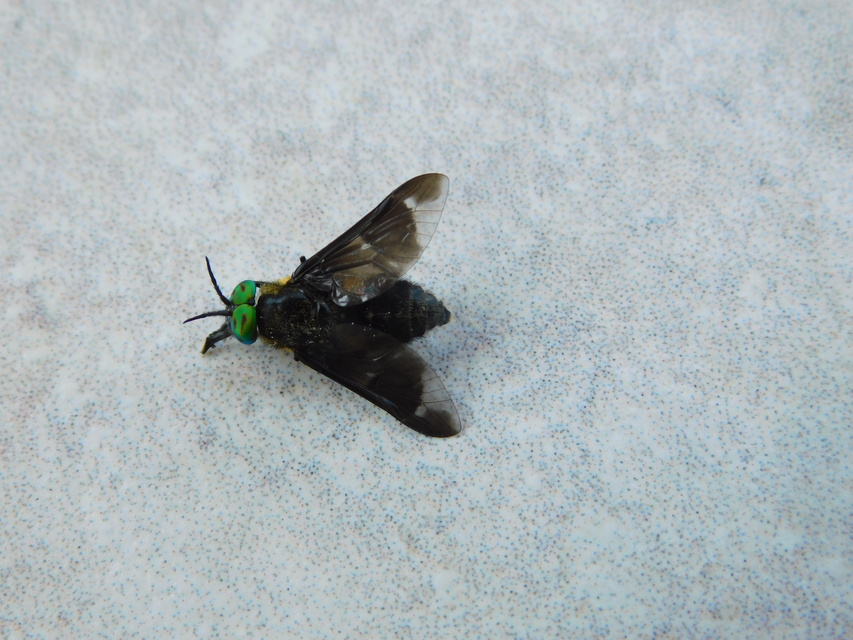 Chrysops