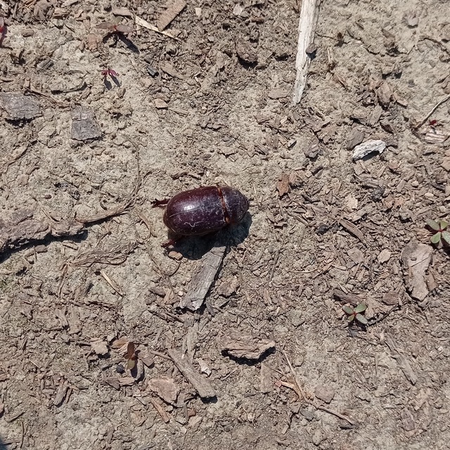 Oryctes nasicornis - orrszarvú bogár