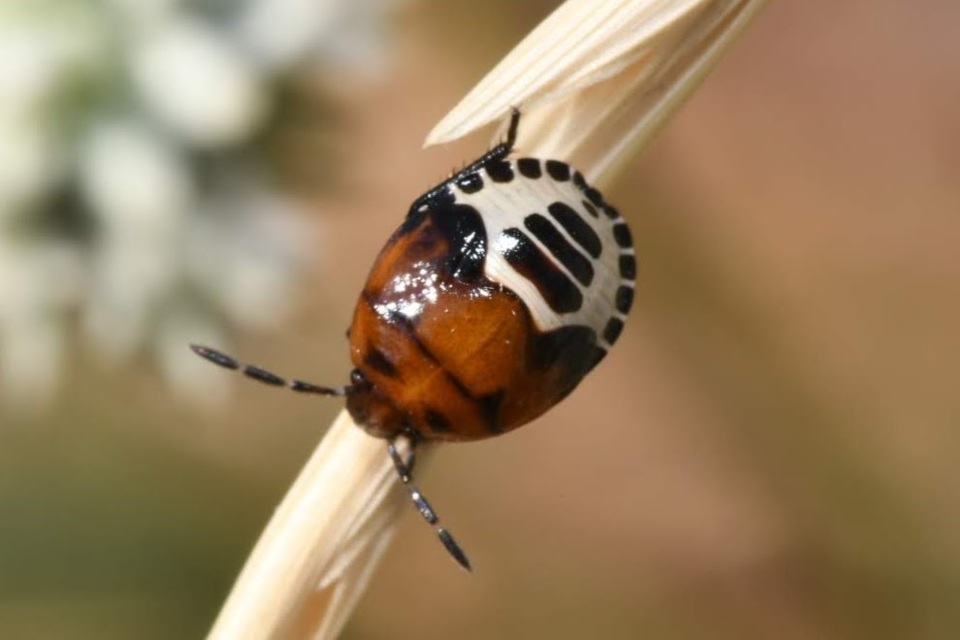 Tritomegas sexmaculatus - hatfoltos földipoloska