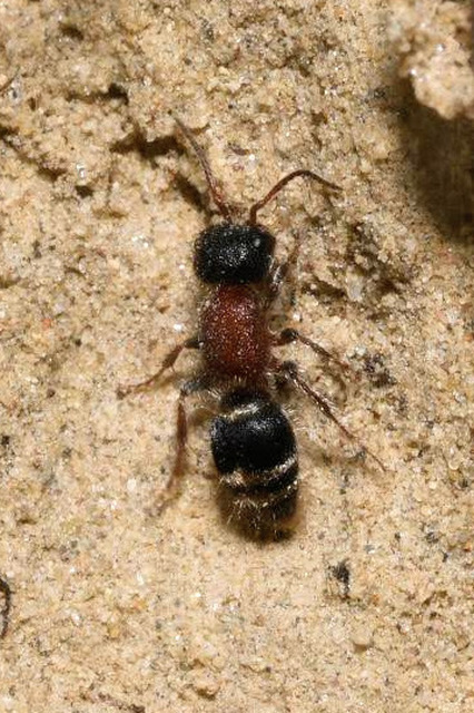 Myrmilla