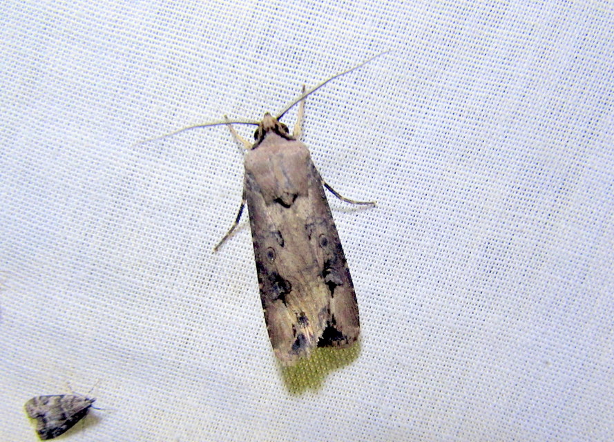 Agrotis ipsilon - nagy földibagoly