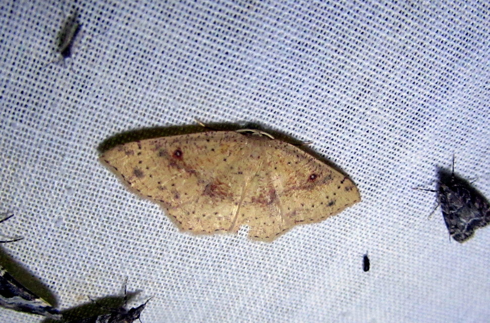 Cyclophora porata - körös pettyesaraszoló