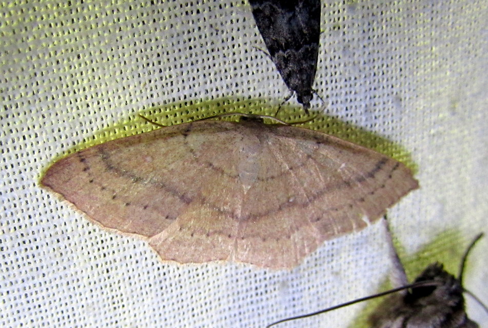 Cyclophora linearia - vonalas pettyesaraszoló