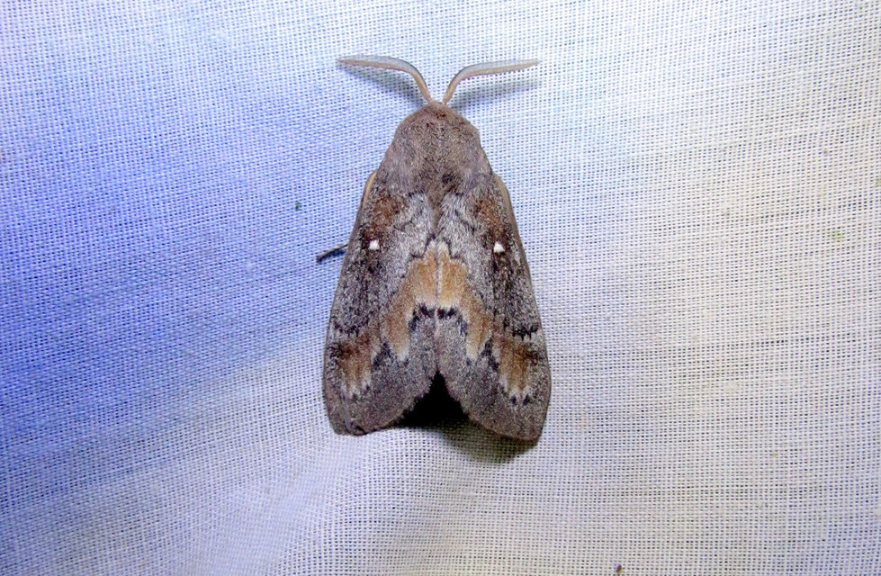 Dendrolimus pini - fenyőpohók