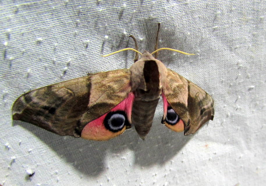 Smerinthus ocellatus - esti pávaszem