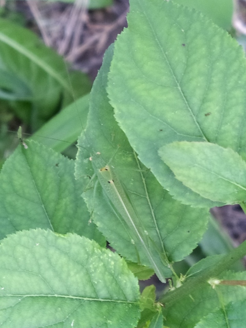 Phaneroptera nana - pontozott repülőszöcske
