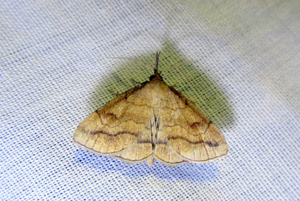 Polypogon gryphalis - láperdei karcsúbagoly