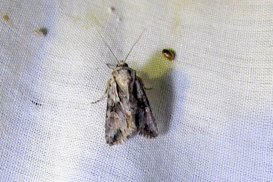 Chloantha hyperici - orbáncfű-sugarasbagoly