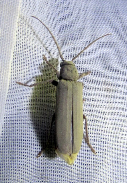Arhopalus rusticus - gödrösnyakú cincér