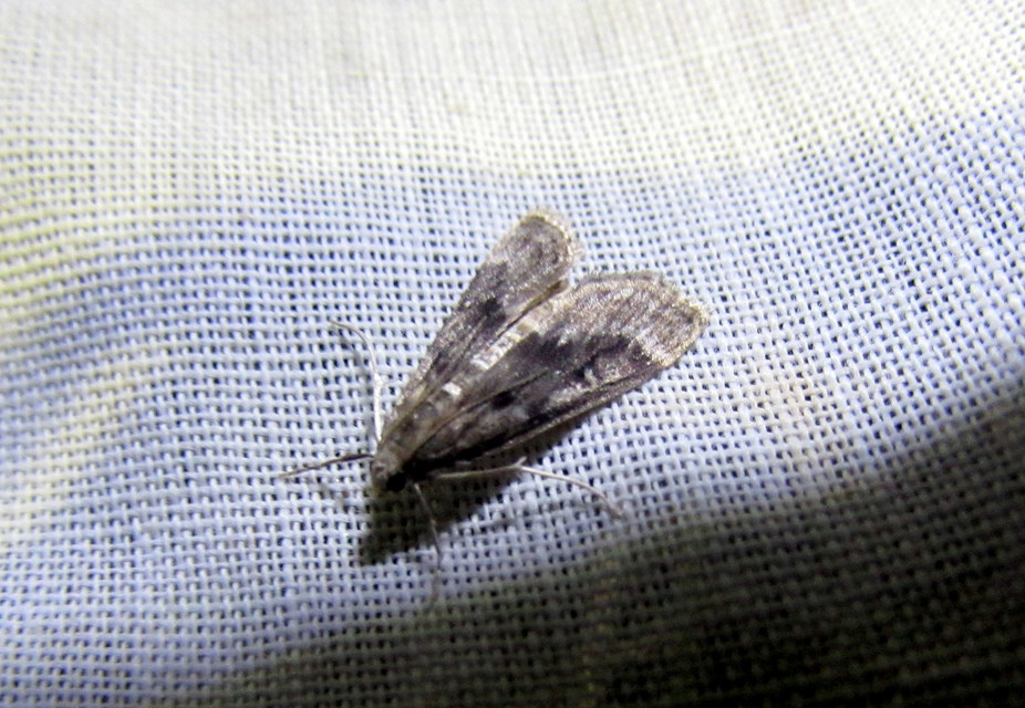 Parapoynx stratiotata - közönséges vízimoly