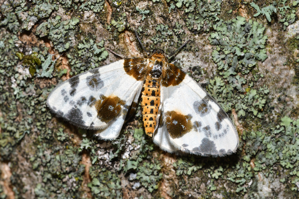 Abraxas sylvata - sárgafoltos araszoló