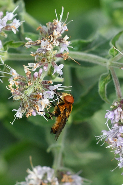 Phasia