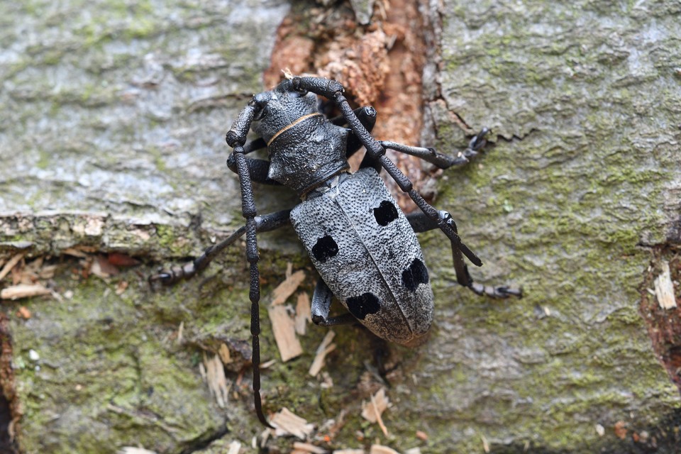 Morimus asper funereus - gyászcincér